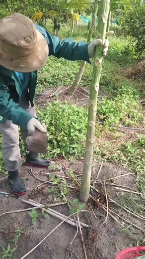 How to Grow More Papaya Plants Effectively