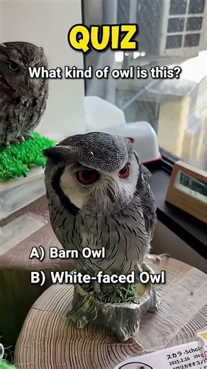 Owl cafe in Japan, a place which created mixed feelings in me! #tokyofoodie