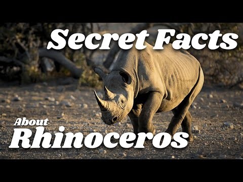 Secrets of the Rhinoceros: Strong Enough to Rule, Fragile Enough to Disappear