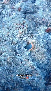 Mesmerizing moment! Watch this incredible octopus change its color in seconds to blend with the reef. Nature’s camouflage master in action 🐙✨ 8#octopus #camouflage #underwatermagic #redsea #scubadiving #travelinspiration | Scuba Diving Holidays