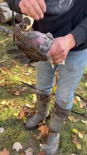 Cleaning a grouse! #hunting #outdoors