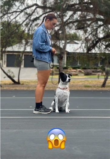 Firey Friday 🔥☄️ I’m feeling feisty in this hot weather! So let’s dish out some truths! 🧠Dogs DO NOT come pre programmed to focus on you! That has to be taught. 👀No your dog WONT just want to look at you because you think you’re best friends. You need to pay them for engagement. (Pro tip: payment needs to be something THEY like) 🏞️If you haven’t practiced focus and engagement at home first don’t come crying to your trainer when you take your dog to a new busy location and your dog can’t focu