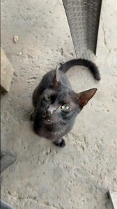 Miren este michi #live #cat #viralshort #mascotas #funny #gatos #catlovers #catslove #cats #michis