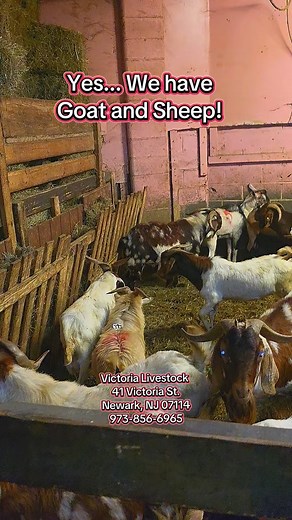 Welcome to Victoria Livestock! The best place in NJ to get fresh Burnt Goat, Sheep and Beef! Come in and pick an animal and we process it for you. The best meat and most competitive pricing in the area! We also do wholesale. Inquire about pricing. We take walkin customers from Thursday to Sunday. Visit us at: Victoria Livestock 41 Victoria St. Newark, NJ 07114 973-856-6965 Victorialivestock41@gmail.com #goat #Meat #fyp #AfricanFood #caribbean | Victoria Livestock & Poultry