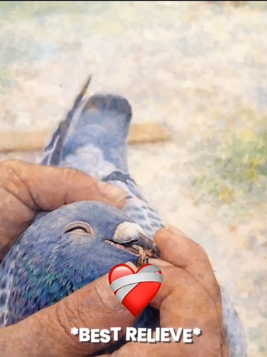 Man Rescues Helpless Pigeon