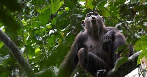Chimps Are Naturally Violent, Study Suggests