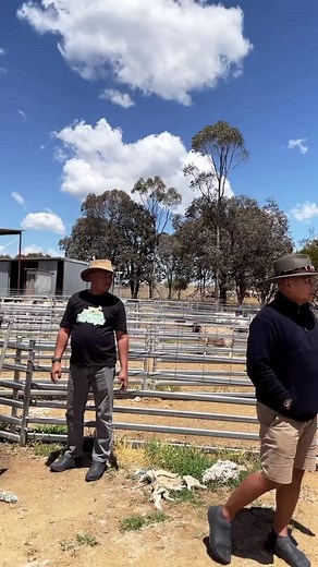 #dorper #dorpersheep #farmingtiktok #farmingaustralia #australiancattledog #blitarjawatimur