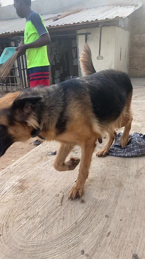 Observing daily morning duty! Good hygiene compliment your dog’s health #petlover #dogsoftiktok #fyp