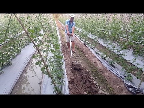 Nhà nông - Cách trồng và bón phân khổ qua ( mướp đắng ) tiết kiệm chi phí nhưng rất hiệu quả