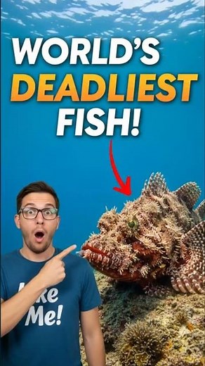 THE MOST VENOMOUS FISH ON EARTH! IS IT DEADLIER THAN LIONFISH OR PUFFER