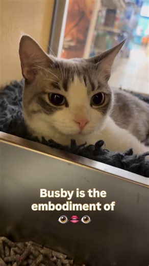 📍 Northern VA/DMV: Busby is 1.5 years old and originally from Saudi Arabia! She’s traveled far and wide and would love to go home soon. Busby prefers to be the only cat, but she is extra loving towards people 🥰 apply to adopt Busby at fancycats.org #adoptme #catlover #lovecats #rescuecat #instacat | Fancy Cats & Dogs Rescue Team