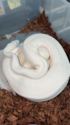 Blue Eye Lucy Ball Python Eggs!