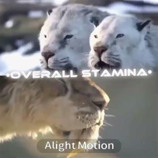 Smilodon populator Vs Cave lion