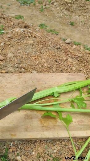 WA09965 mini rotary tillage and ridging all-in one tree 🌲 short view#subscribe