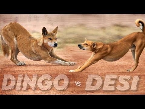 Dingo Dog vs Desi Kutta | Australia’s Wild Dog vs Indian Pariah Dog