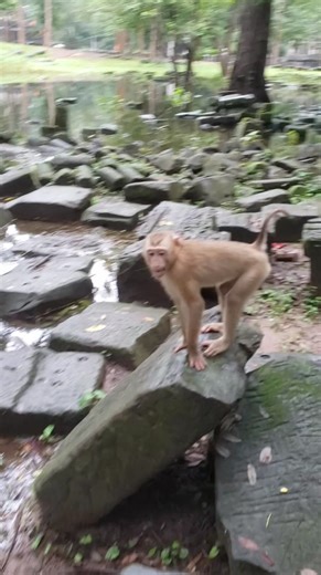 Tiny Baby Monkey Cuddles Up and Asks for Soy Milk From His Affectionate Human Daddy, Creating an Unforgettable, Heart-Melting Scene That Celebrates the Tender Relationship Between Humans and the Playful, Lovable Animals They Care For. | Naughty Primate | Facebook
