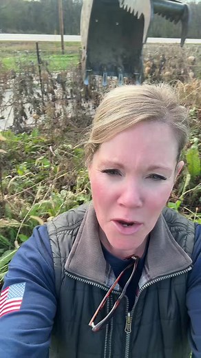 Harvesting Fresh Horseradish for Fire Cider