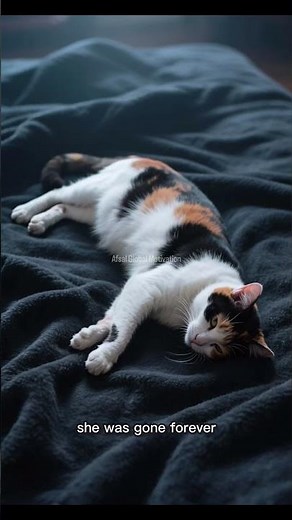 The Mother Cat Died While Giving Birth to Her First Kitten #MotherCatDied#CatGivingBirth#usa #us