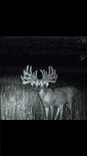 SKIN WALKER DEER IN APPALACHIAN MOUNTAINS? (P1)