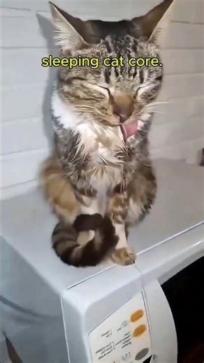 Cat Sleeping Fails & Funny Moments 😹