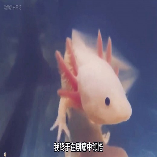 美西螈：再生的代價 我用痛苦推動了現在醫學的發展 | XiaoGao