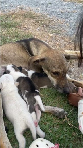 Two dogs_new puppy #puppy #petcareprovider #petcare #animals #dog