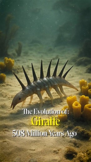 Primal Morph on Instagram: "Evolution of Giraffe🦒| Animal Evolution #1 #giraffe #biology #history #evolution"