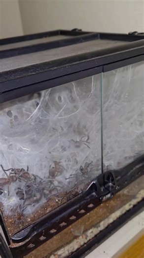 Unexpected Reaction to Spiders