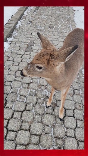 United Way Windsor-Essex Chatham-Kent on Instagram: "Our United Way deer mascot was spotted getting ready for the holidays 🦌🍎 Fueling up on apples to stay energized for a busy season of giving, cheer, and community spirit! Looks like someone’s on the nice list this year 😉"