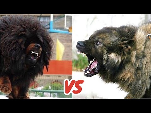 Tibetan Mastiff VS Caucasian Shepherd! Who Is KING? 👑
