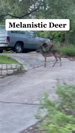 Rare Melanistic Deer Sighting in Texas