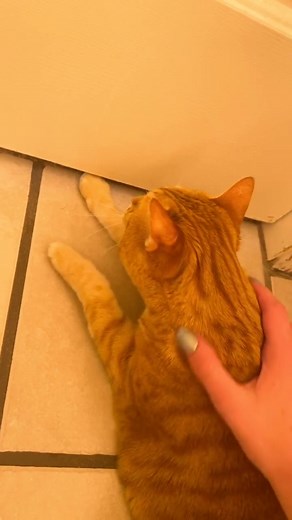 Understanding Seizures in Cats: How to Help Your Feline Friend