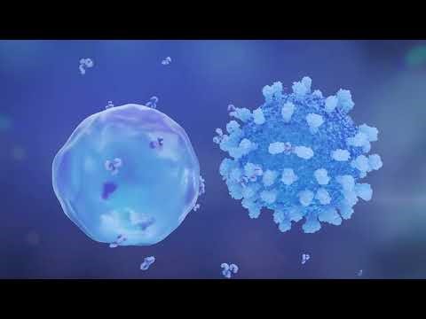 Plasma Cell Releasing Antibodies to Neutralise a Virus | Immune Response Animation