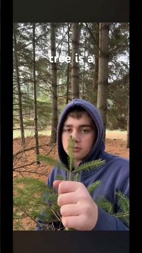 Mr trees fam this is the most disrespectful tree #challenge #treechallenge #teamtrees #treesplease