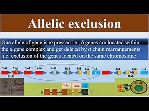 Allelic Exclusion of T Cell Receptor gene segments, TCR Diversity