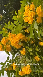 7.2K views · 1.2K reactions | My Tecoma stans (Yellow Bells) are...