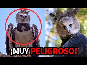 💀🦉 10 ANIMALES SALVAJES NUNCA ANTES VISTOS