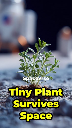 🌱 This Tiny Plant Survived 9 Months in SPACE | SpaceVrse