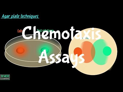 Chemotaxis Assays | Boyden Chamber Method | Transwell Migration Assays |