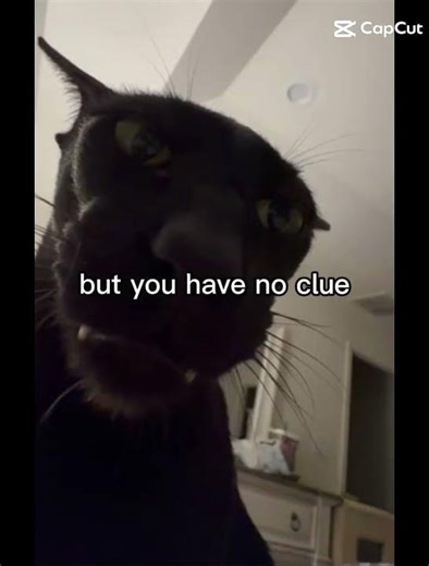 I'm On Your Ceiling #cat #fyp #meme #funny