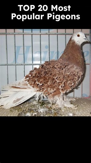 Top 20 Most Popular Fancy Pigeons