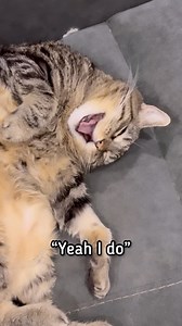 14K views · 747 reactions | I tried to wake Penny up making her think she was late to work…she didn’t fall for it. She would never have a JOB!!!臘‍♀️ #pennythecat #penny #talkingcat | Aymie and Family | Facebook