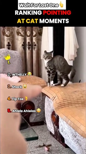 I Wonder How Cats Brains Are Wired 😭