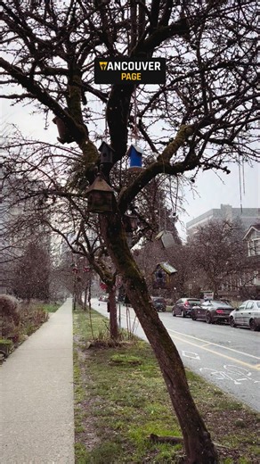 First official snowfall in Vancouver ❄️ Light, calm, and sweet — winter has gently arrived in the city. Did you spot the snow today? 🤩⛄️ Video: @vancouver.page #vancouver #snow #snowday #snowy #vancouverpage | Vancouver Page