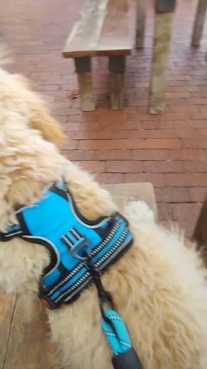Day drinks on the patio with the pup! #cavapoopuppiesofinstagram #cavapoo #dayoff #daydrinks #traininghard | Lakin Morris