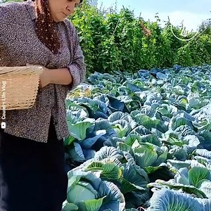 Harvesting Cabbages and Cooking with the Family | Turkish Chefs