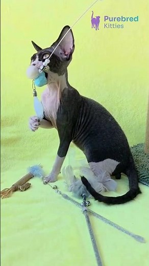 Adopt Xander: Adorable Black Bicolor Devon Rex Kitten 🖤 Hypoallergenic & Playful! #DevonRex