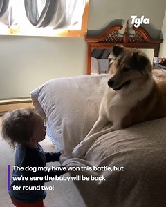 346K views · 4.4K reactions | Dog and baby have a stand off 藍  | Tyla | Facebook