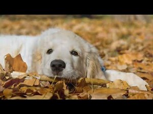 Autumn rustled ( 720p )