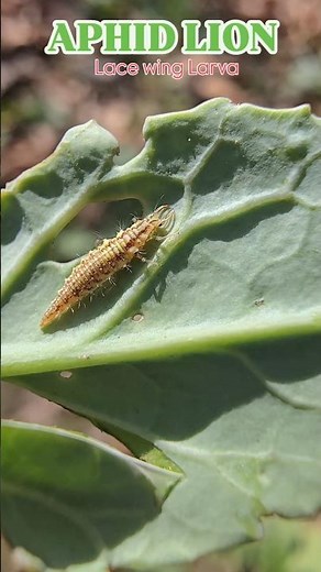 Green lacewings | Aphid Lion | Beneficial biological control agents #insects #trending #shorts